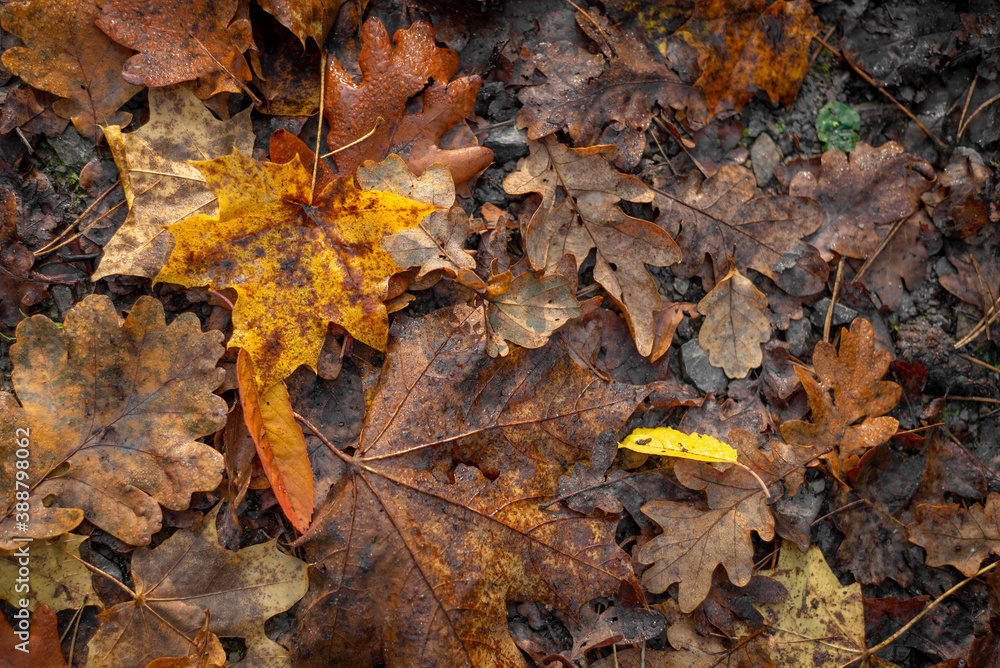 falling autumn leaves in the forest