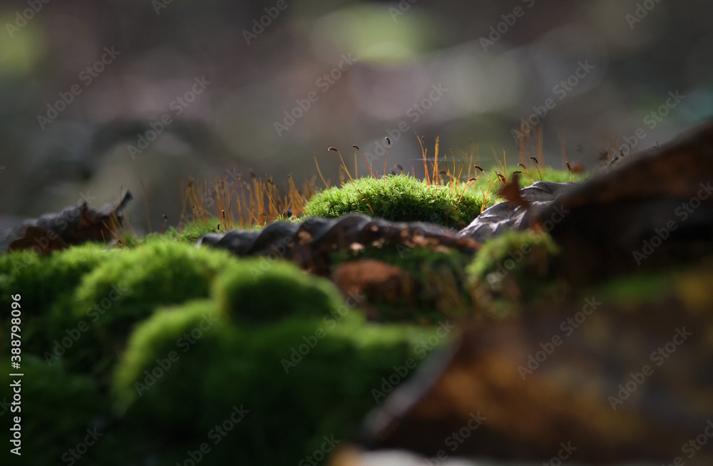 Deep green moss (macro)