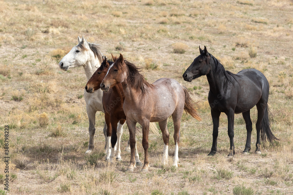 Wild horses in the Utah Desert in Spring