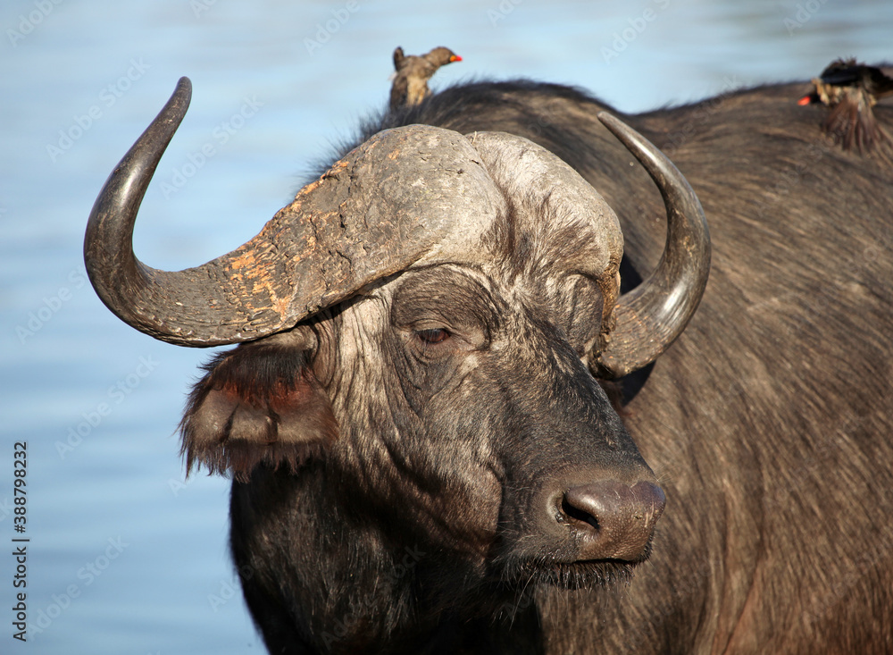 Naklejka premium Close up of a Buffalo, Sabi Sands Game Reserve, South Africa 