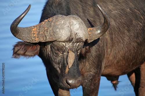 Buffalo with Oxpecker on face, Sabi Sands Game Reserve, South Africa 