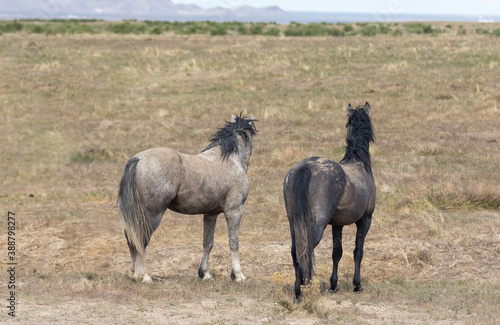 Wild horses in the Utah Desert in Spring
