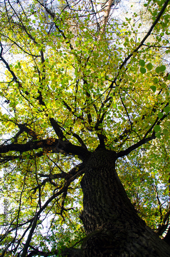 View from below of a huge old winding oak with yellowed leaves. Autumn mood, beautiful nature.