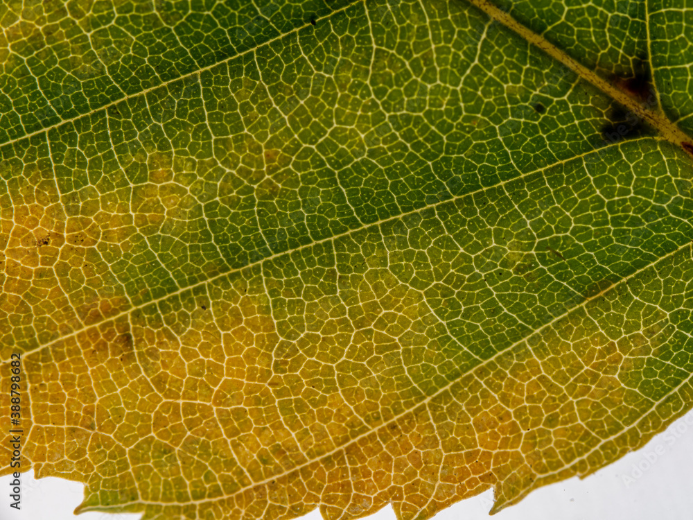 Fototapeta Underside of a translucent autumnal leaf in different shades.