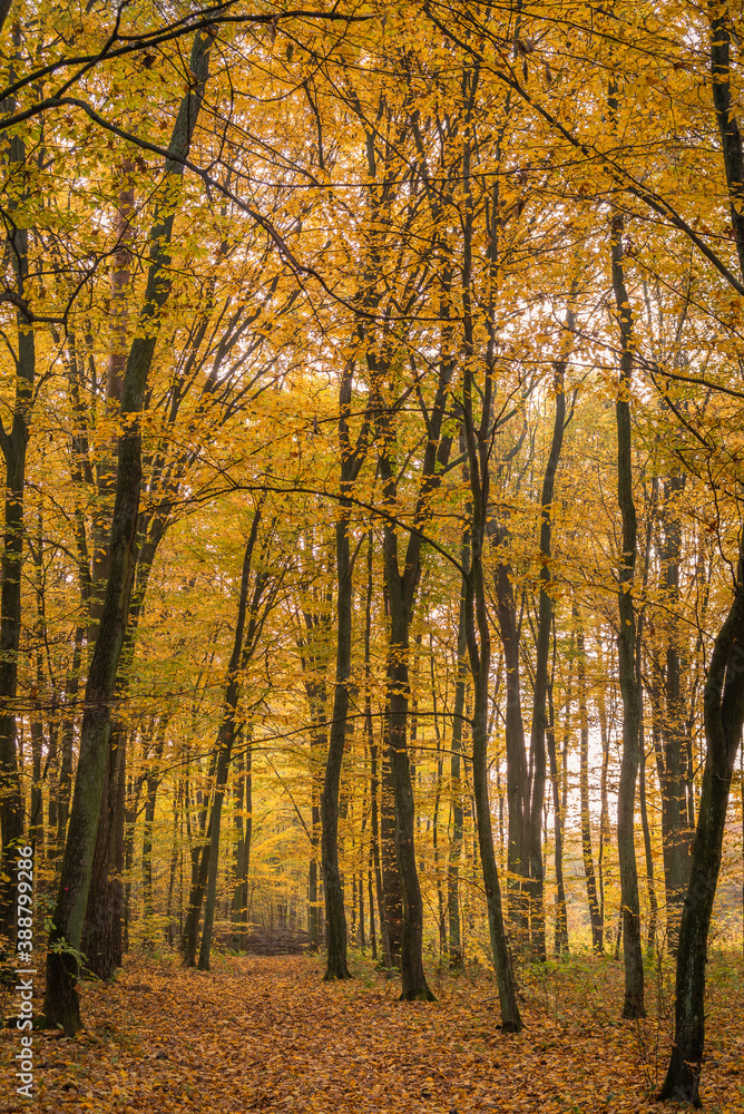 Fototapeta premium road in a beautiful colorful autumn forest