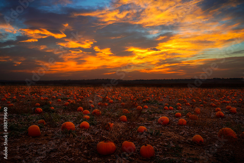 Tablou pe pânză Pumpkin Fields - Colorado - Sunrise