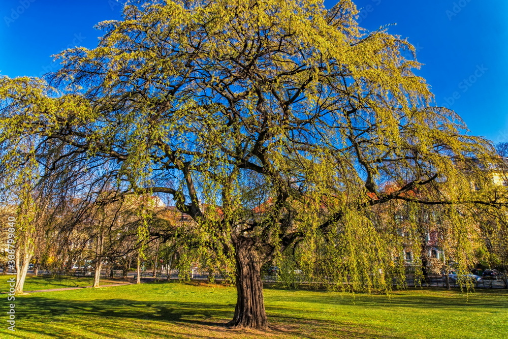 tree in the park in spring