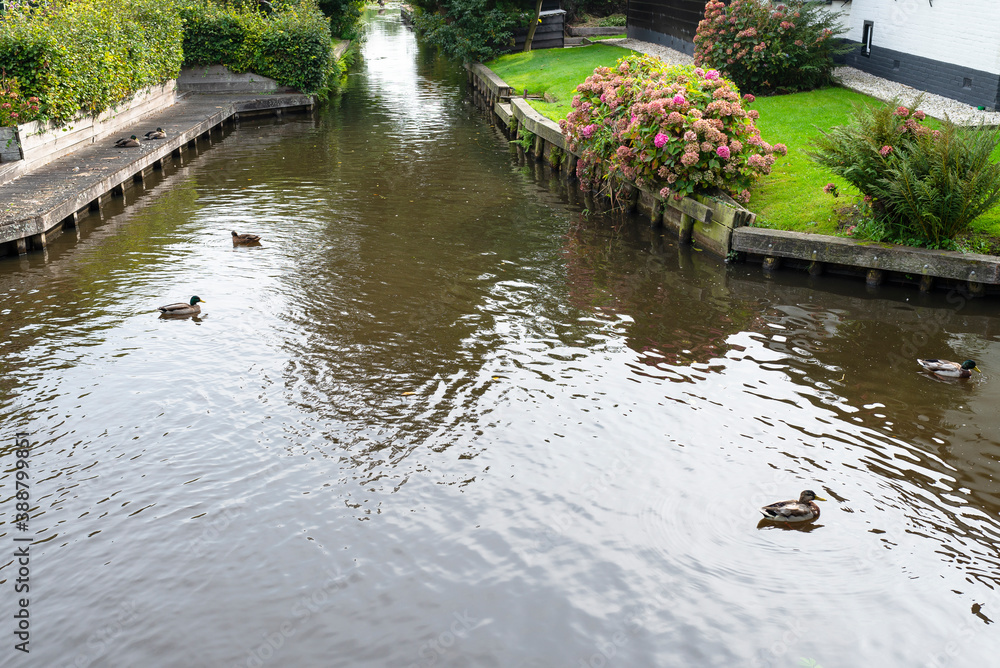Fototapeta premium Mallard ducks floating in the channel between buildings, visible lawns and flowers.