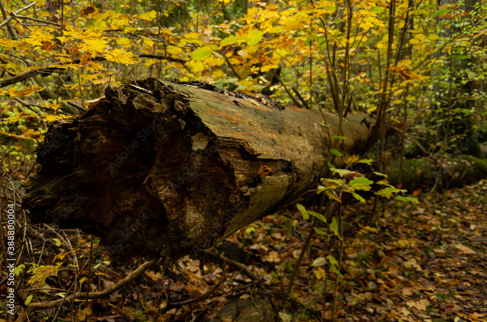 An old broken tree in the forest in autumn with many fallen leaves An old broken tree in the forest in autumn with many fallen leaves