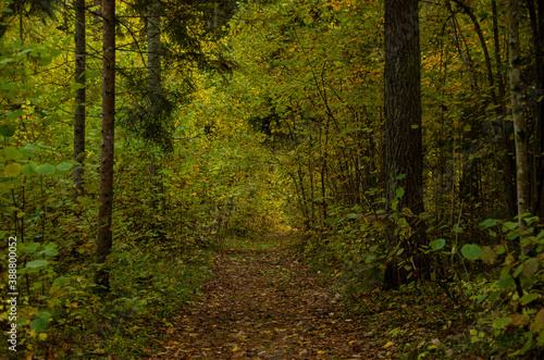 Forest walking trail in autumn with many fallen yellow leaves