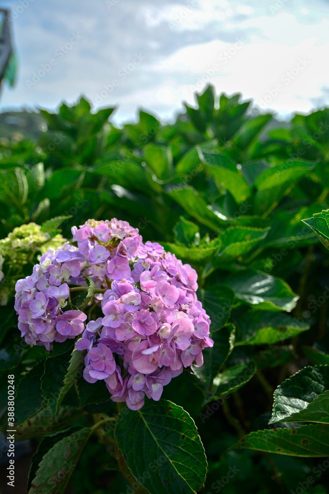 Beautiful hydrangea or hortensia flower close up. Flower in bloom in spring Beautiful hydrangea or hortensia flower close up. Flower in bloom in spring