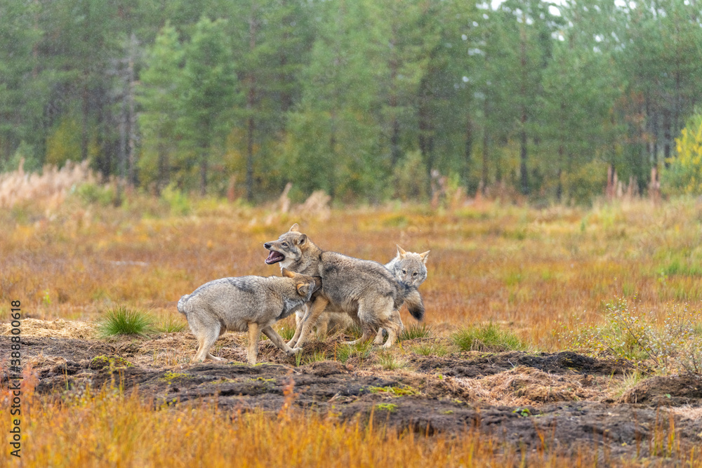 Obraz premium Young Grey wolfs are playing together on the Finnish swamp.
