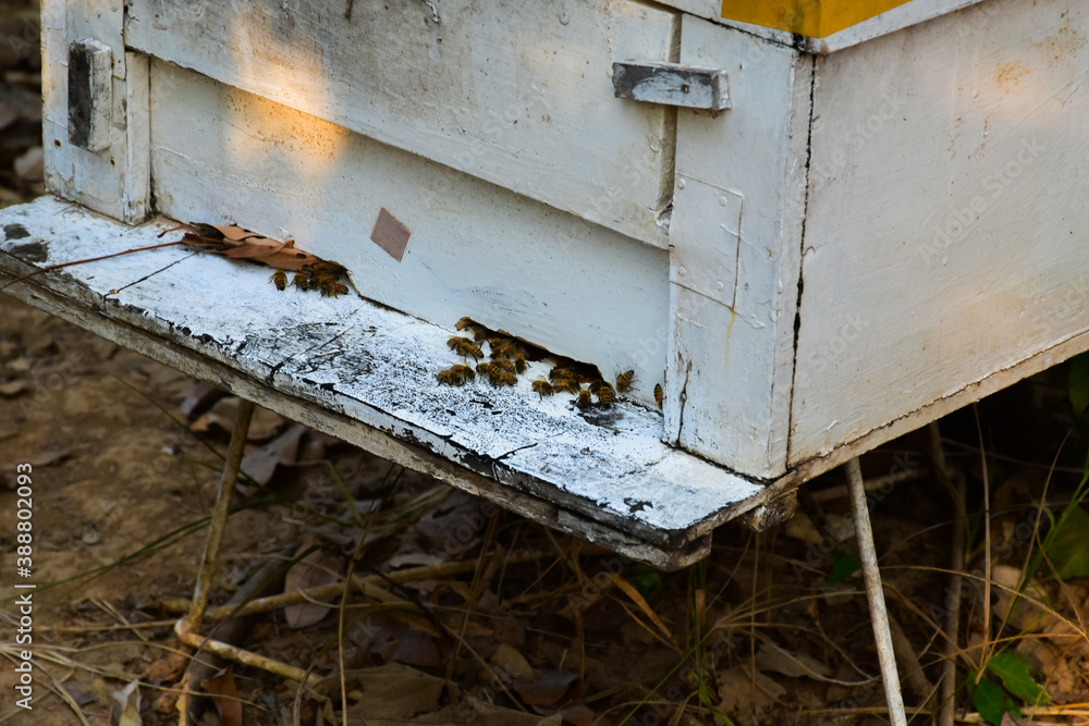 Wooden white boxes and beekeeping under the longan trees by the local villagers in the northern part of Thailand. Wooden white boxes and beekeeping under the longan trees by the local villagers in the northern part of Thailand.