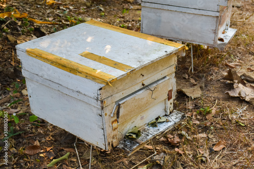 Wooden white boxes and beekeeping under the longan trees by the local villagers in the northern part of  Thailand.