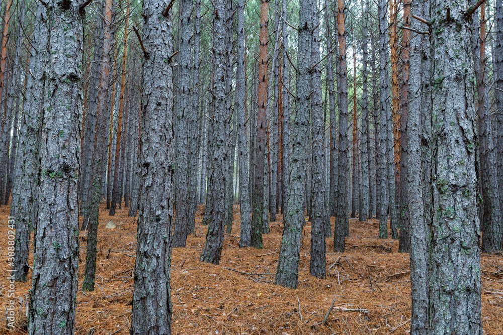 Obraz premium Scots pine forest with its straight and elevated trunks. Pinus sylvestris. Region of La Carballeda, Zamora, Spain.