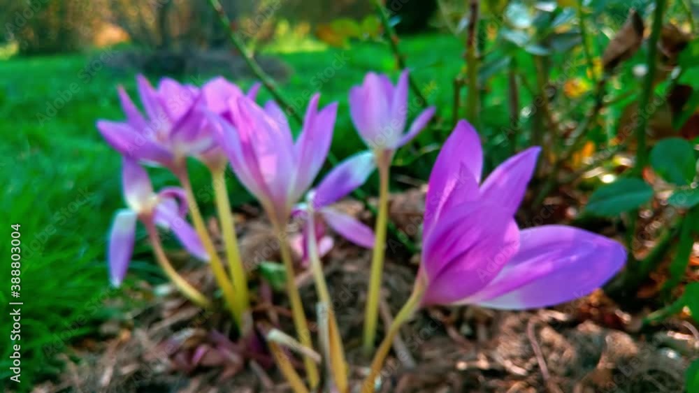 Colchicum speciosum. Autumn Crocus blooms with blue flowers in the flower garden. Colchicum speciosum. Autumn Crocus blooms with blue flowers in the flower garden.