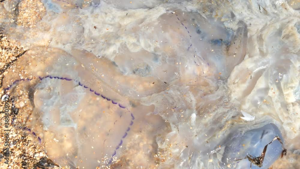 Many dead sea white jellyfish on a sandy beach near the sea close up view. Many dead sea white jellyfish on a sandy beach near the sea close up view.