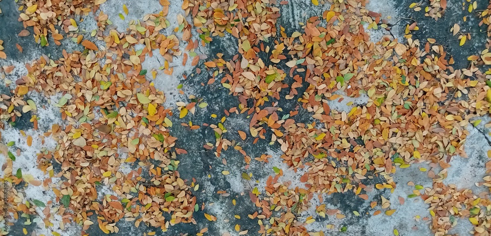 dry leaves dry leaves