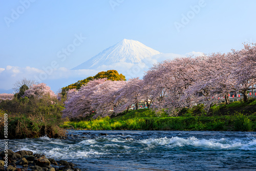 Ryuganbuchi in Fuji city  Shizuoka prefecture is one of popular cherry blossom   Mt.Fuji