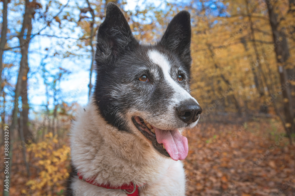 Karelian Bear dog. Head is in focus, background forest is out of focus. Autumn colors on the leaves. 
