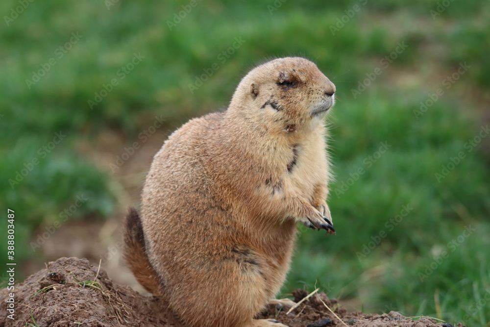 Fototapeta premium chien de prairie
