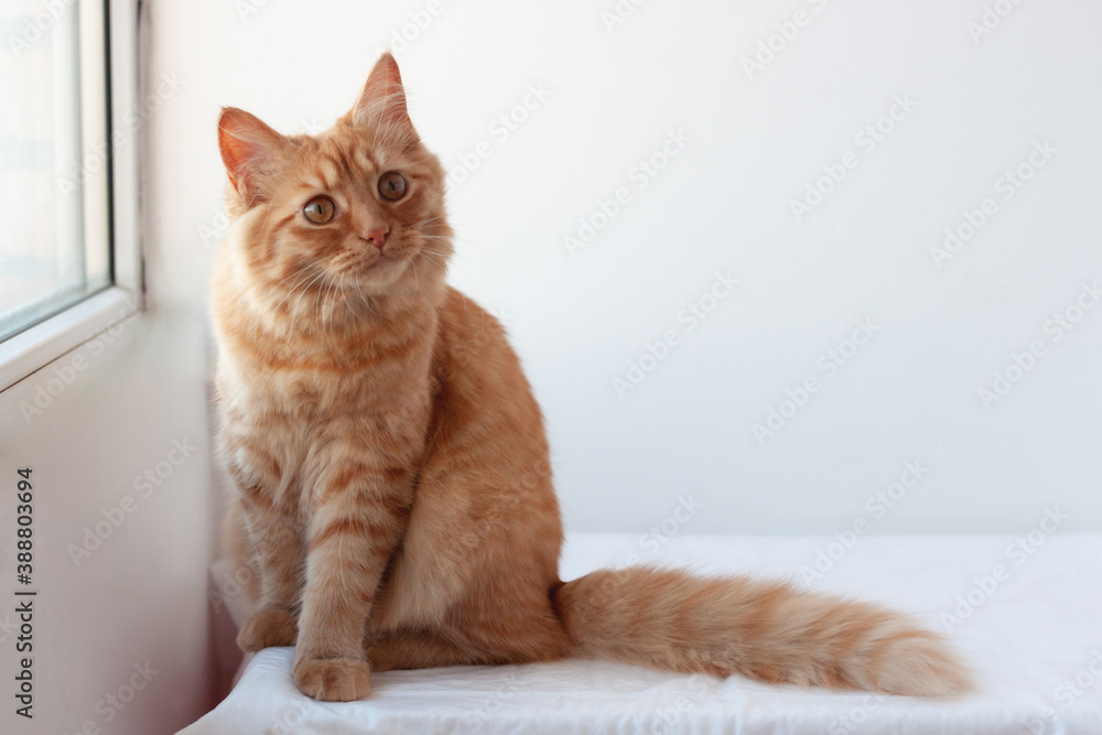 A red kitten sits near the window on a white surface with its tail outstretched