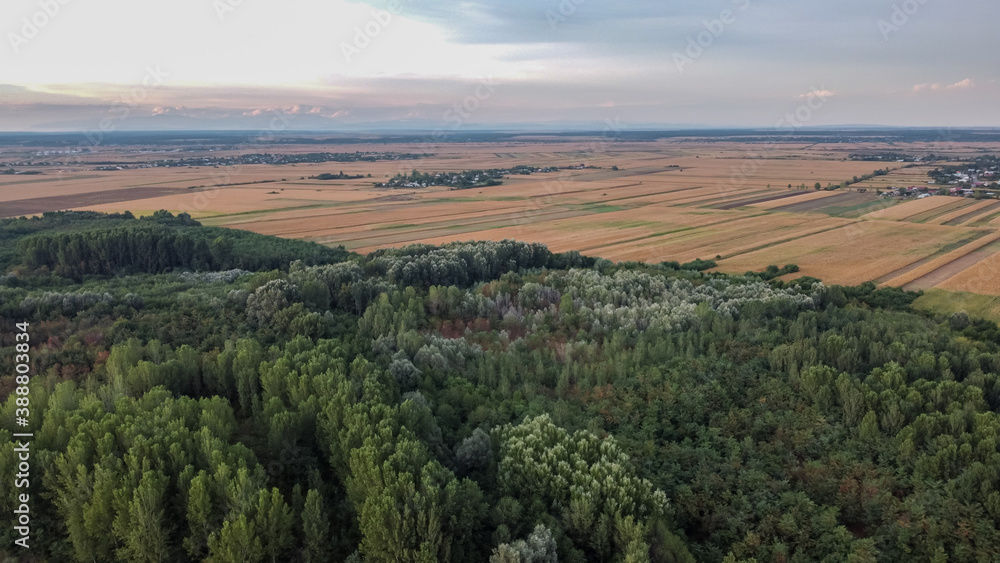 Forest and Field Aerial View