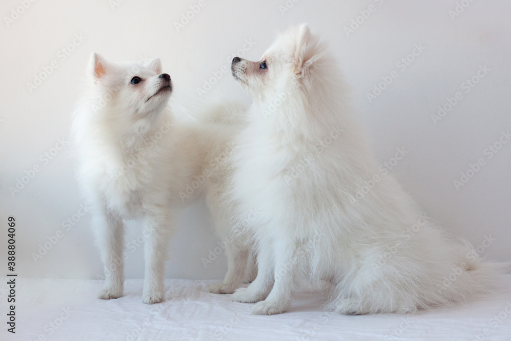Two small white Pomeranian dogs one standing, the other sitting on a white background raised their muzzles up Two small white Pomeranian dogs one standing, the other sitting on a white background raised their muzzles up