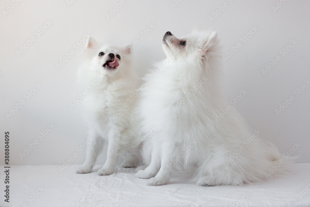 Fototapeta premium Two small white dogs Pomeranian Spitz sit on a white background one is licking his lips, raised their muzzles up