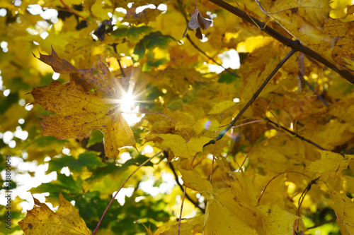 Beautiful autumn landscape with yellow trees and sun. Colorful foliage in the park. Falling leaves natural background. Czech Republic, Europe.