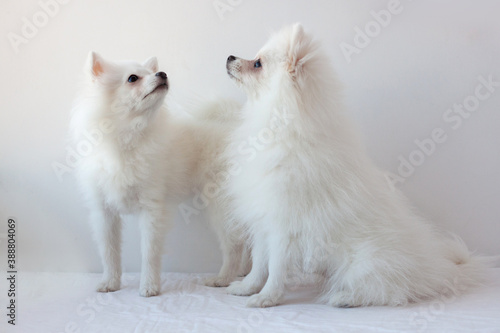 Two small white Pomeranian dogs one standing, the other sitting on a white background raised their muzzles up