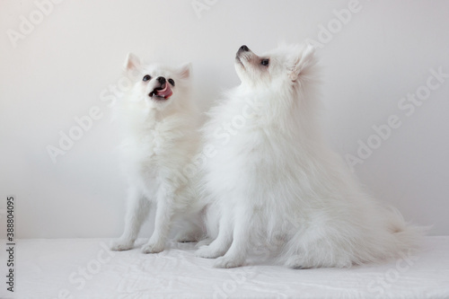 Two small white dogs Pomeranian Spitz sit on a white background one is licking his lips, raised their muzzles up