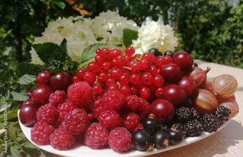 red currant berries