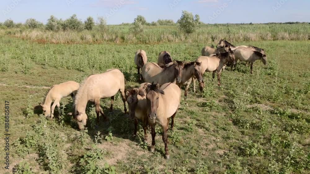 Aerial view, Herd of wild horses grazes on a green meadow. Konik or Polish primitive horse. Top view, Slow motion. Ermakov island, Danube Biosphere Reserve in Danube delta, Ukraine Aerial view, Herd of wild horses grazes on a green meadow. Konik or Polish primitive horse. Top view, Slow motion. Ermakov island, Danube Biosphere Reserve in Danube delta, Ukraine