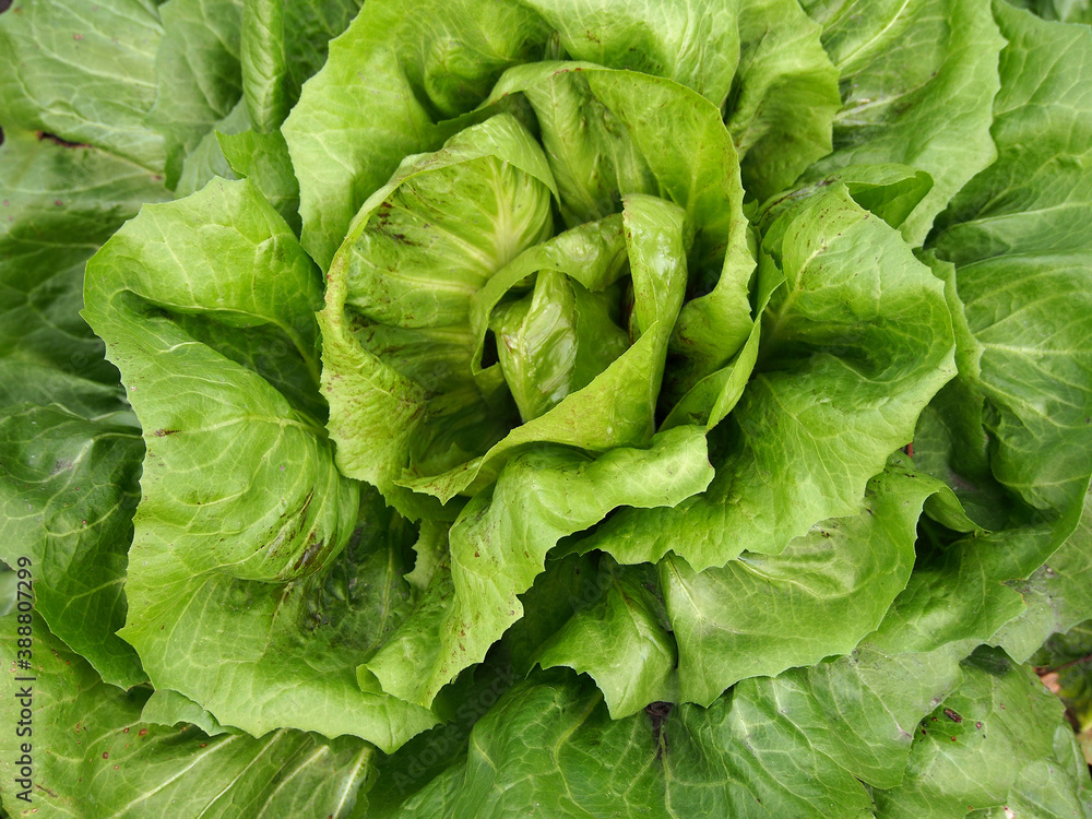 Fresh green salad leaves on the bed, top view Fresh green salad leaves on the bed, top view