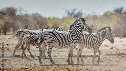 African animal at etosha national park in Namibia, Africa