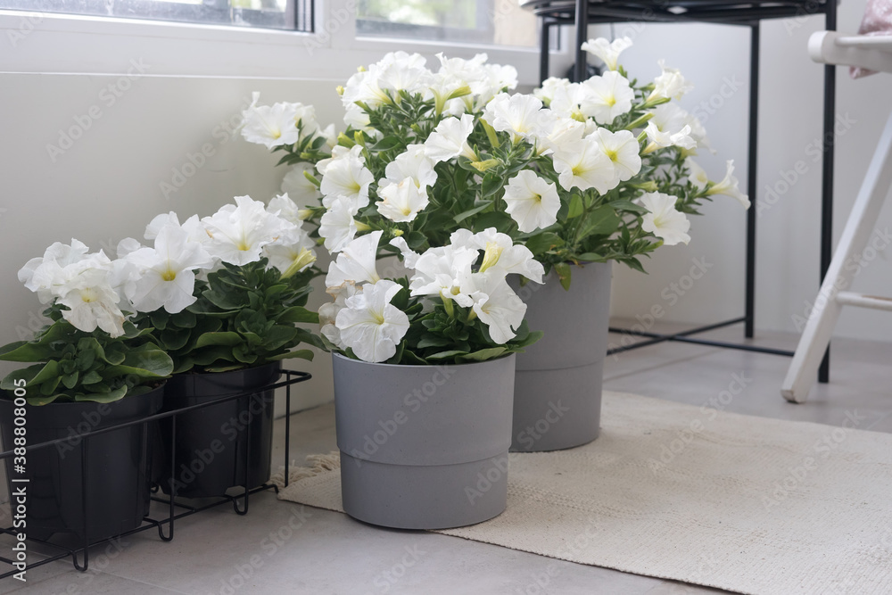 Fototapeta premium White petunia in a pots