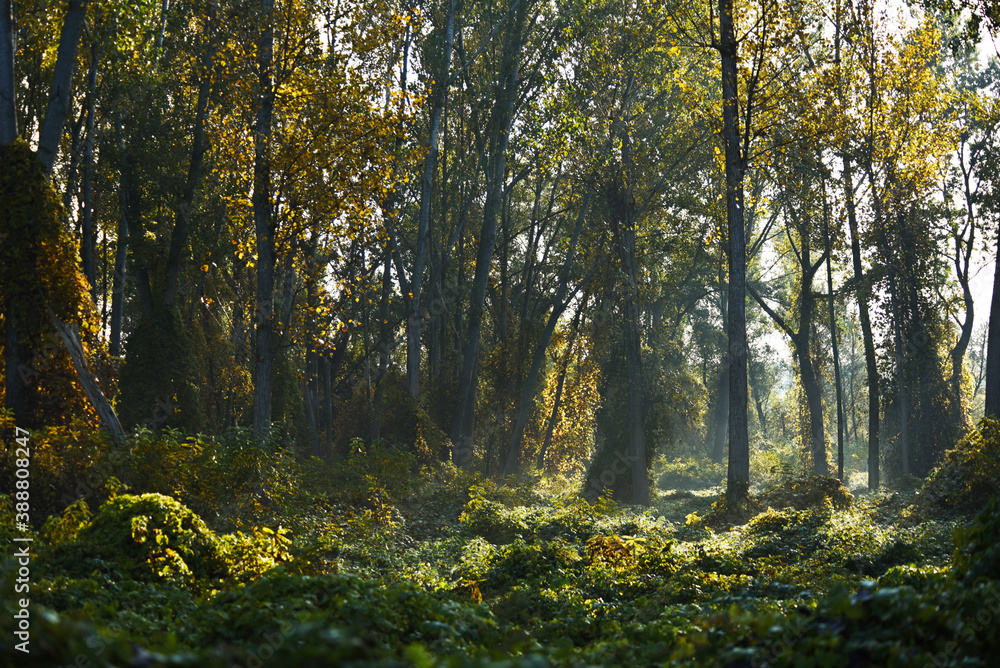 Fototapeta premium Sunlight breaks through the deciduous forest in autumn