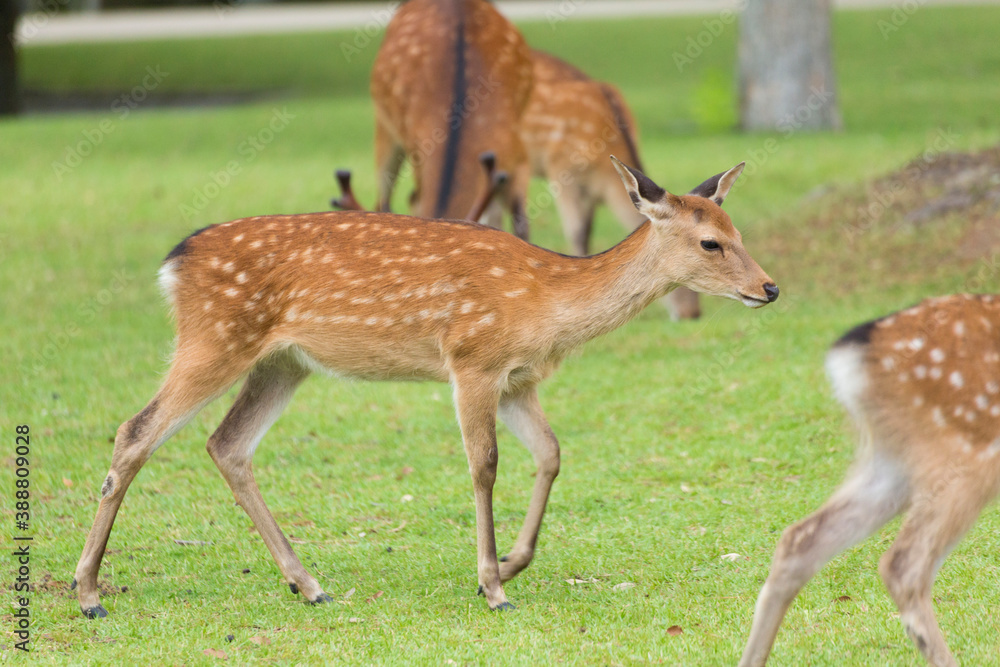 奈良公園の鹿 奈良公園の鹿