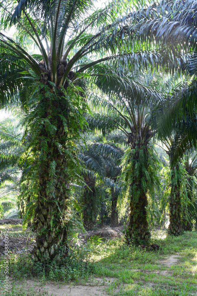 oil palm trees in plantation (elaeis guineensis) oil palm trees in plantation (elaeis guineensis)