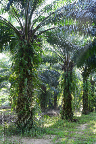 oil palm trees in plantation  elaeis guineensis 