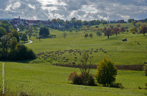 Schafherde auf der Schwäbischen Alb bei Hechingen-Beuren photo