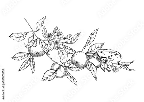 Mandarin, tangerine tree branch with fruits, flowers and leaves. Element for design. Graphic drawing, engraving style. Vector illustration. Isolated on white background..
