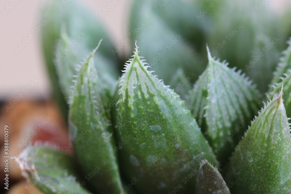 Haworthia Haworthia