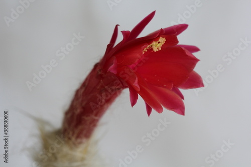 Mammillaria senilis photo