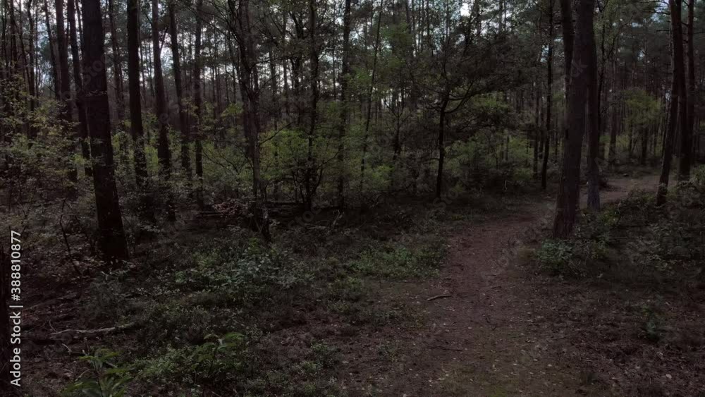 Flying over trailhead in a dark and moody forest with tall trees all around Flying over trailhead in a dark and moody forest with tall trees all around