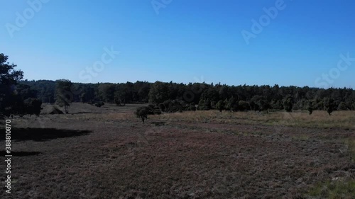 flying over dirttrack towards a forest and over fields of heather and scattered forest and clusters of trees on a sunny day photo