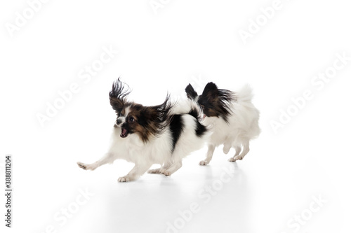 Papillon young dogs is playing. Cute playful brown white doggies or pets playing on white studio background. Concept of motion, action, movement, pets love. Looks delighted, funny. Copyspace for ad. © master1305