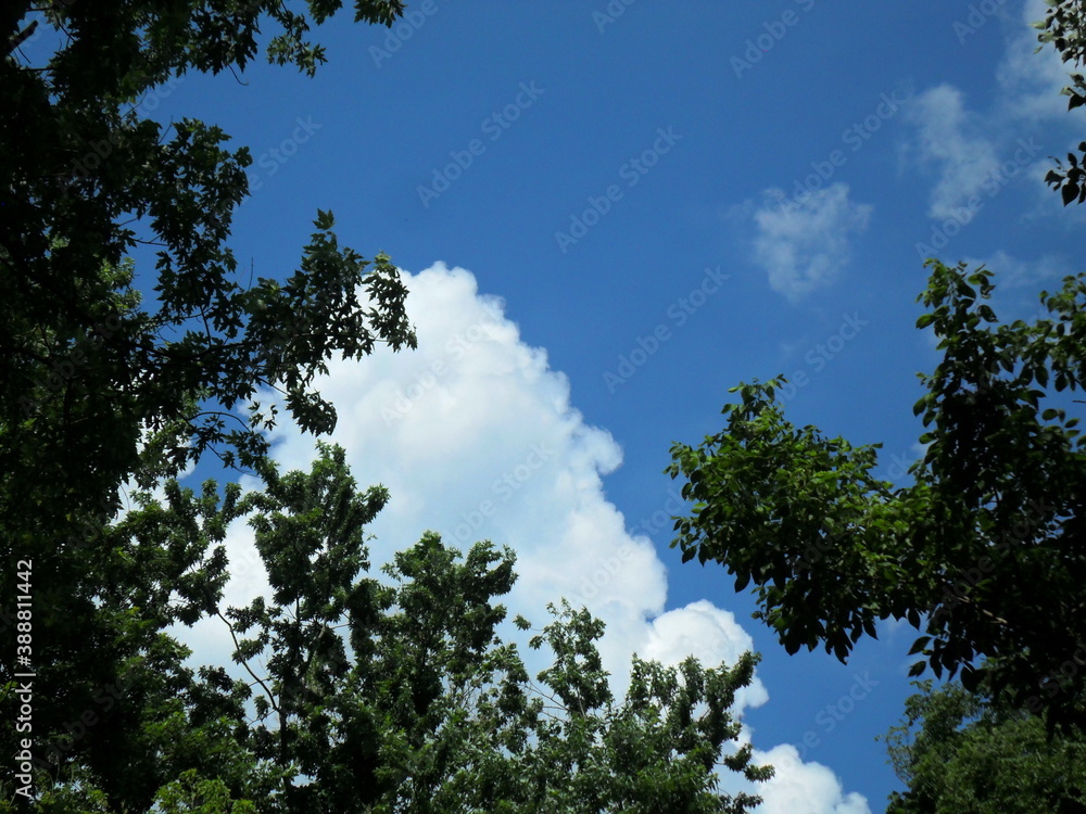 Crowns of trees against the background of the summer blue sky Crowns of trees against the background of the summer blue sky