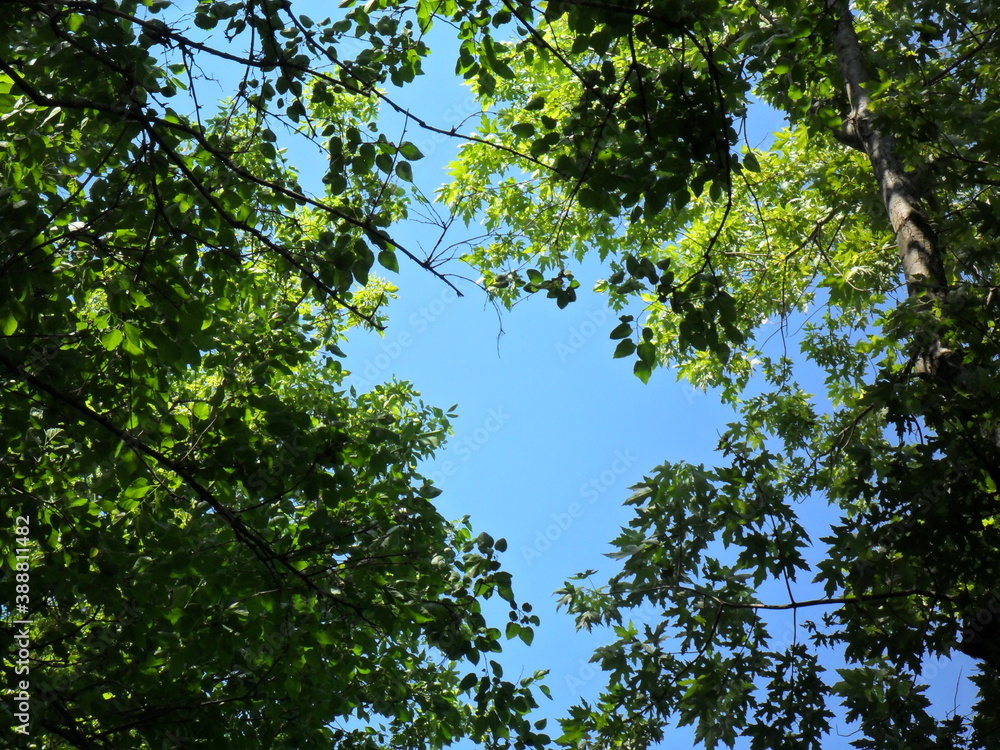 Crowns of trees against the background of the summer blue sky Crowns of trees against the background of the summer blue sky